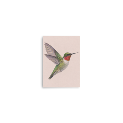 Ruby-throated hummingbird colored pencil illustration print on dusty rose pastel background wall art
