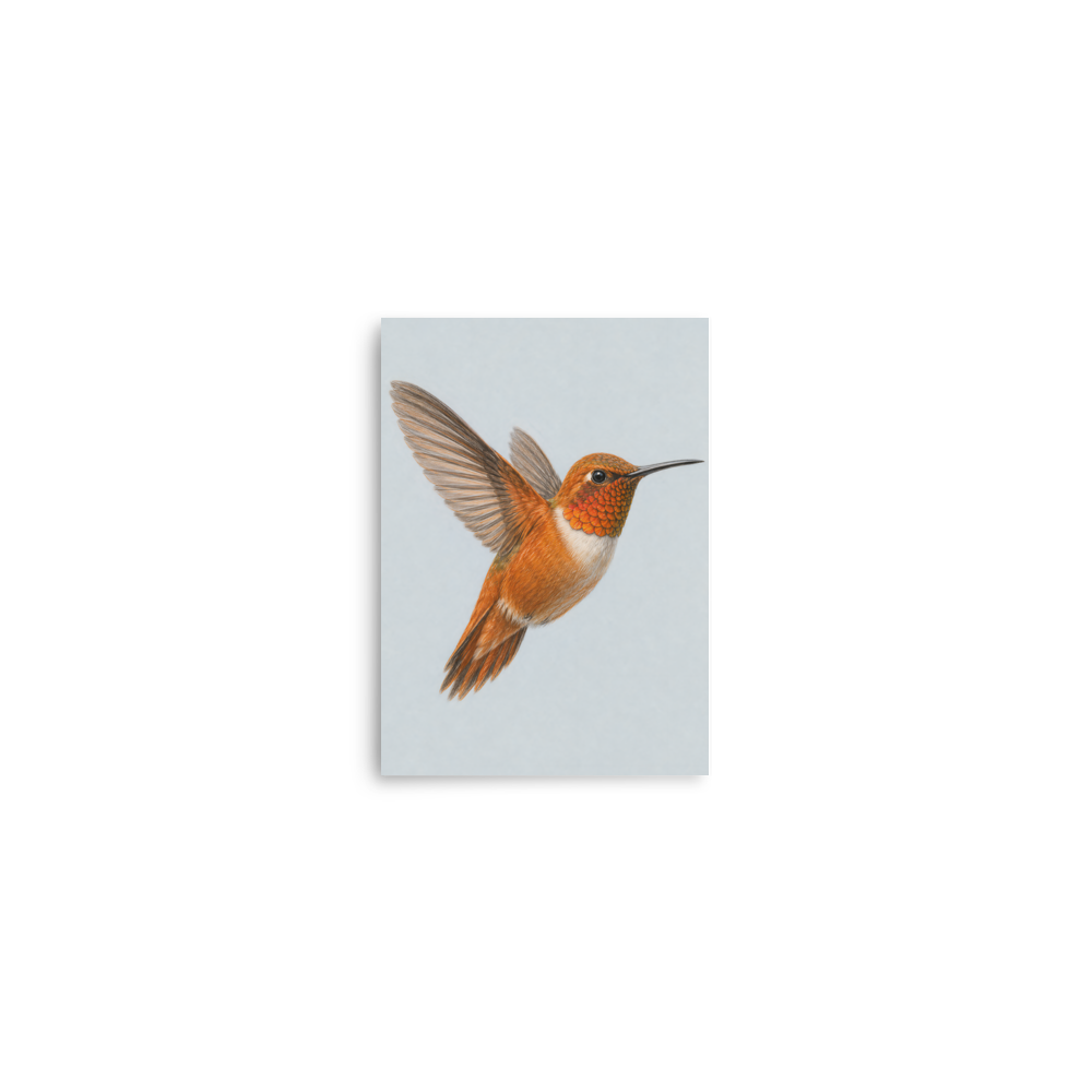 Rufous hummingbird colored pencil illustration print on dusty blue pastel background wall art