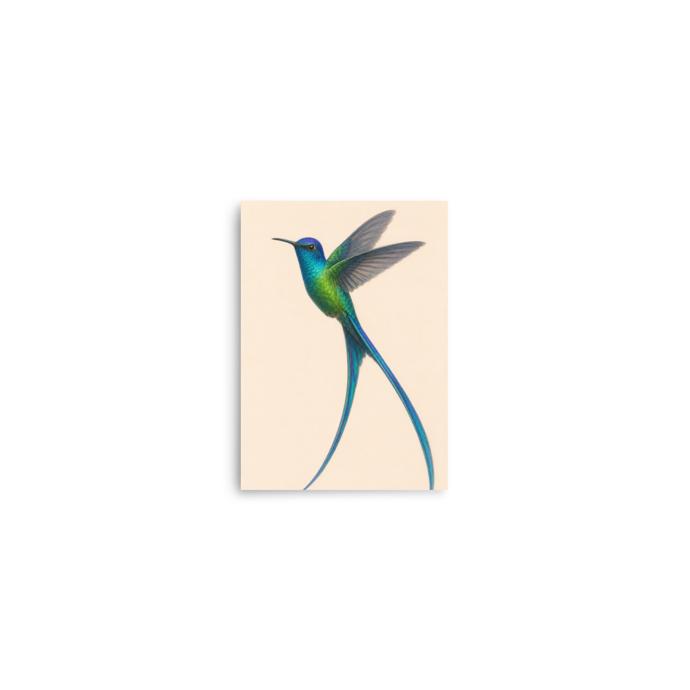Long-tailed Sylph hummingbird colored pencil illustration print, teal iridescent plumage on warm cream background wall art