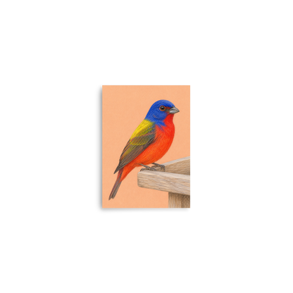 Painted Bunting colored pencil illustration on wooden feeder, apricot pastel background wall art