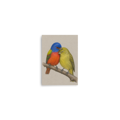 Male and female Painted Bunting pair colored pencil illustration on neutral background wall art