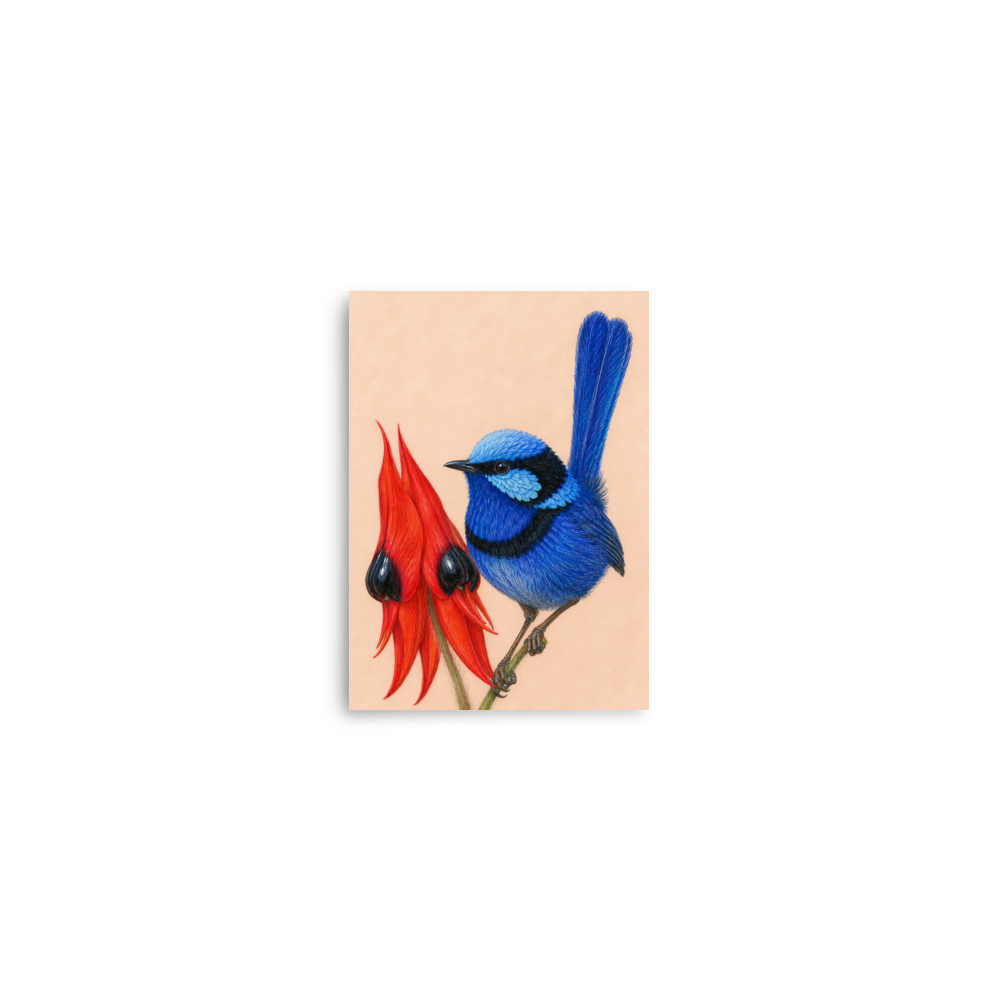 Splendid Fairywren blue wren colored pencil illustration on Sturt's Desert Pea, terracotta background
