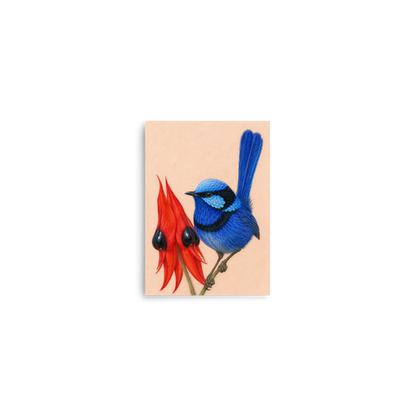 Splendid Fairywren blue wren colored pencil illustration on Sturt's Desert Pea, terracotta background