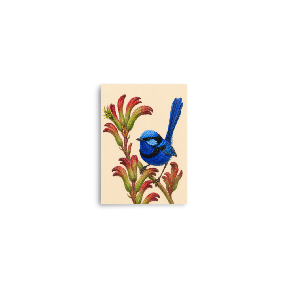 Splendid Fairywren blue wren colored pencil illustration on Kangaroo Paw flowers, warm cream background