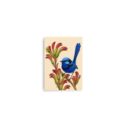 Splendid Fairywren blue wren colored pencil illustration on Kangaroo Paw flowers, warm cream background