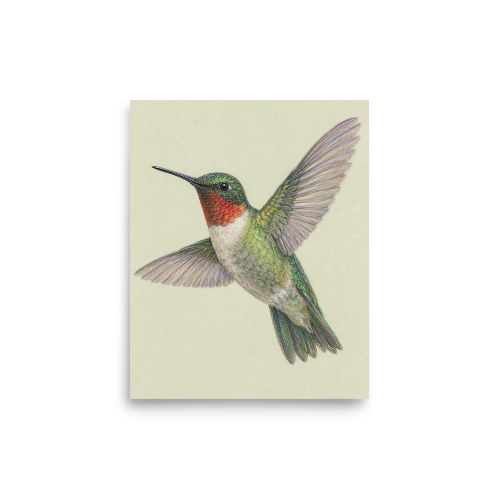 Ruby-throated hummingbird colored pencil illustration print on sage green pastel background wall art
