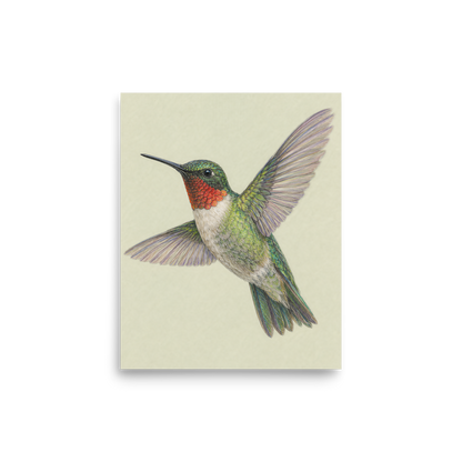 Ruby-throated hummingbird colored pencil illustration print on sage green pastel background wall art