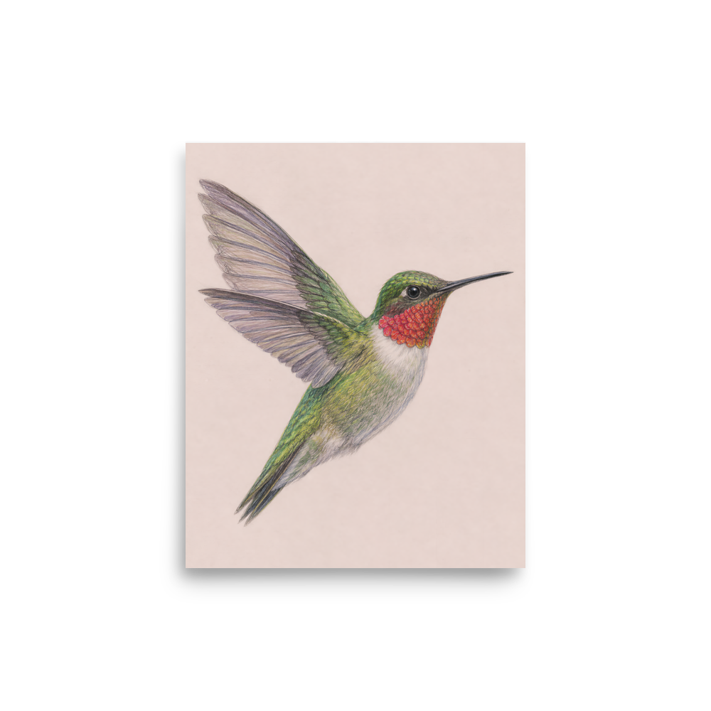 Ruby-throated hummingbird colored pencil illustration print on dusty rose pastel background wall art