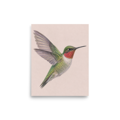 Ruby-throated hummingbird colored pencil illustration print on dusty rose pastel background wall art