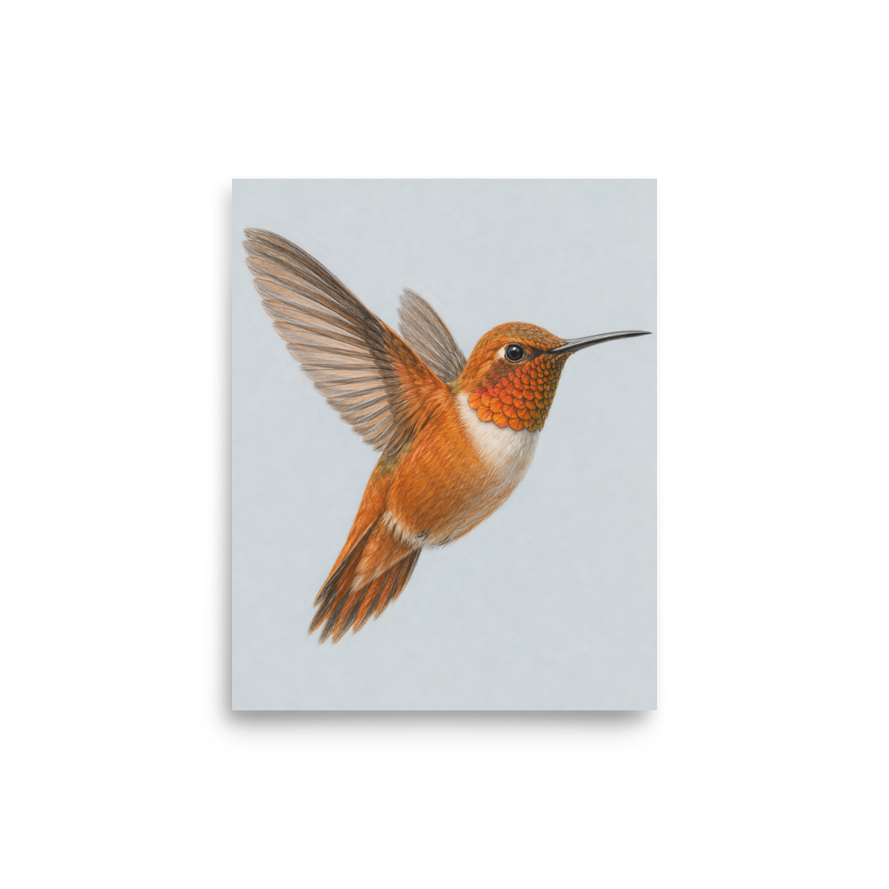 Rufous hummingbird colored pencil illustration print on dusty blue pastel background wall art