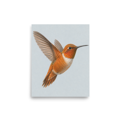 Rufous hummingbird colored pencil illustration print on dusty blue pastel background wall art