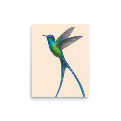 Long-tailed Sylph hummingbird colored pencil illustration print, teal iridescent plumage on warm cream background wall art