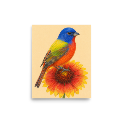 Painted Bunting colored pencil illustration on Indian Blanket flower, sandy cream background wall art