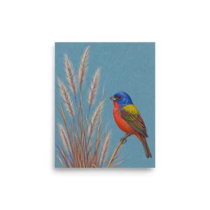 Painted Bunting colored pencil illustration in prairie grass, dusty blue background wall art