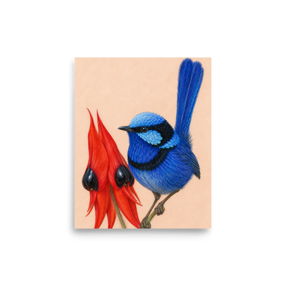 Splendid Fairywren blue wren colored pencil illustration on Sturt's Desert Pea, terracotta background