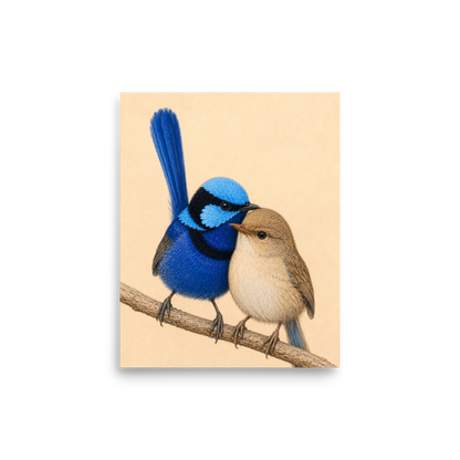 Male and female Splendid Fairywren blue wren pair colored pencil illustration on warm background
